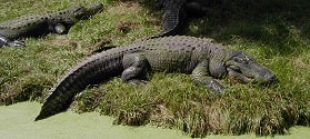 Parque Nacional El Bagá O que fazer em Cayo Coco?